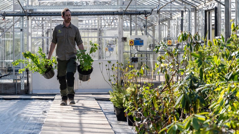 Head Gardener Ned Lomax carrying plants into the new glass nursery at Bodnant Garden